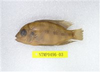 藏品(吳郭魚)的圖片